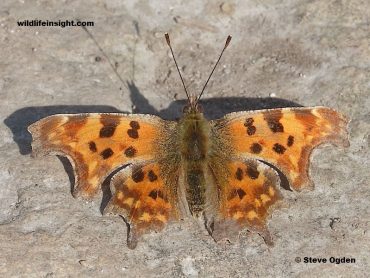 Comma butterfly at Penhale Dunes, Cornwall