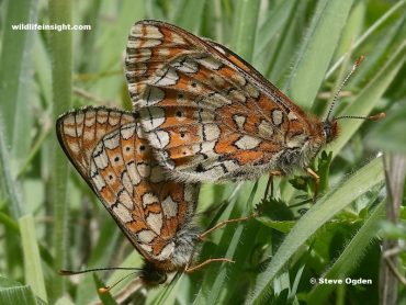 Marsh Fritillary butterflies in Cornwall