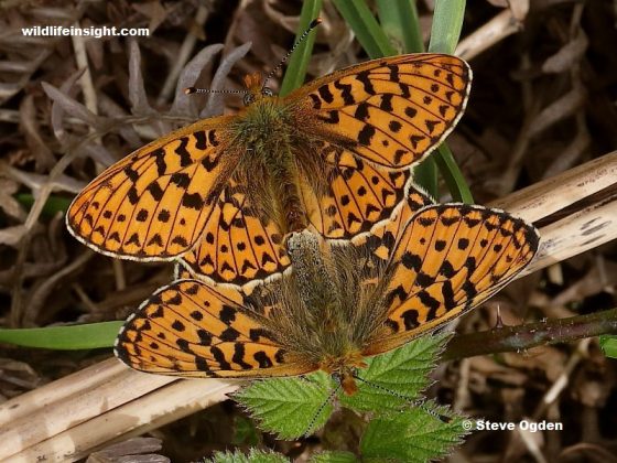 Pearl-bordered Fritillary butterflies in Cornwall