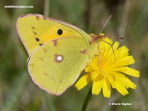 Clouded Yellow butterflies on the Lizard Peninsula and in Falmouth