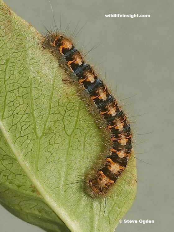 Overwintering Oak Eggar caterpillar (Lasiocampa quercus)