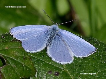 Unusual sighting of Holly Blue butterfly