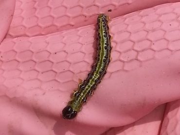 French caterpillar pest