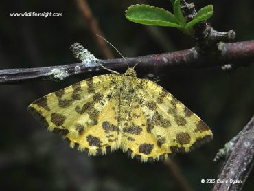 Yellow daytime flying moth